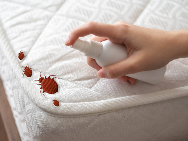 Best Affordable Pest Control Services  in Captain Cook, HI