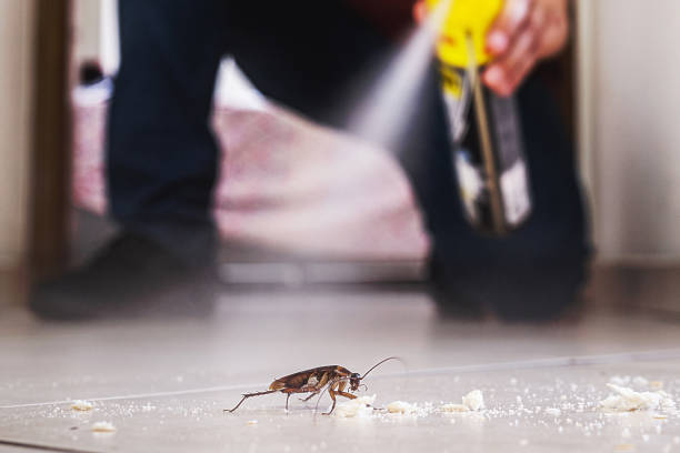 Best Pest Inspection Near Me  in Captain Cook, HI